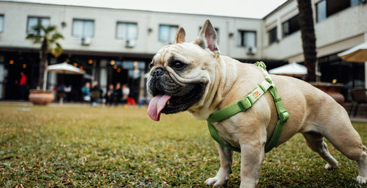 La importancia de usar un buen Arnés para Mascotas 🐾✨